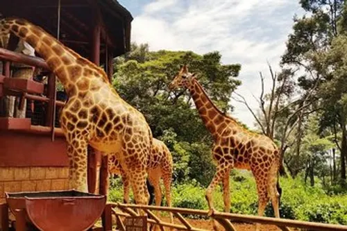 hotel near Giraffe Centre
